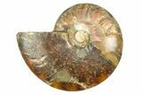 Cut & Polished Ammonite Fossil (Half) - Crystal Pockets #308094-1